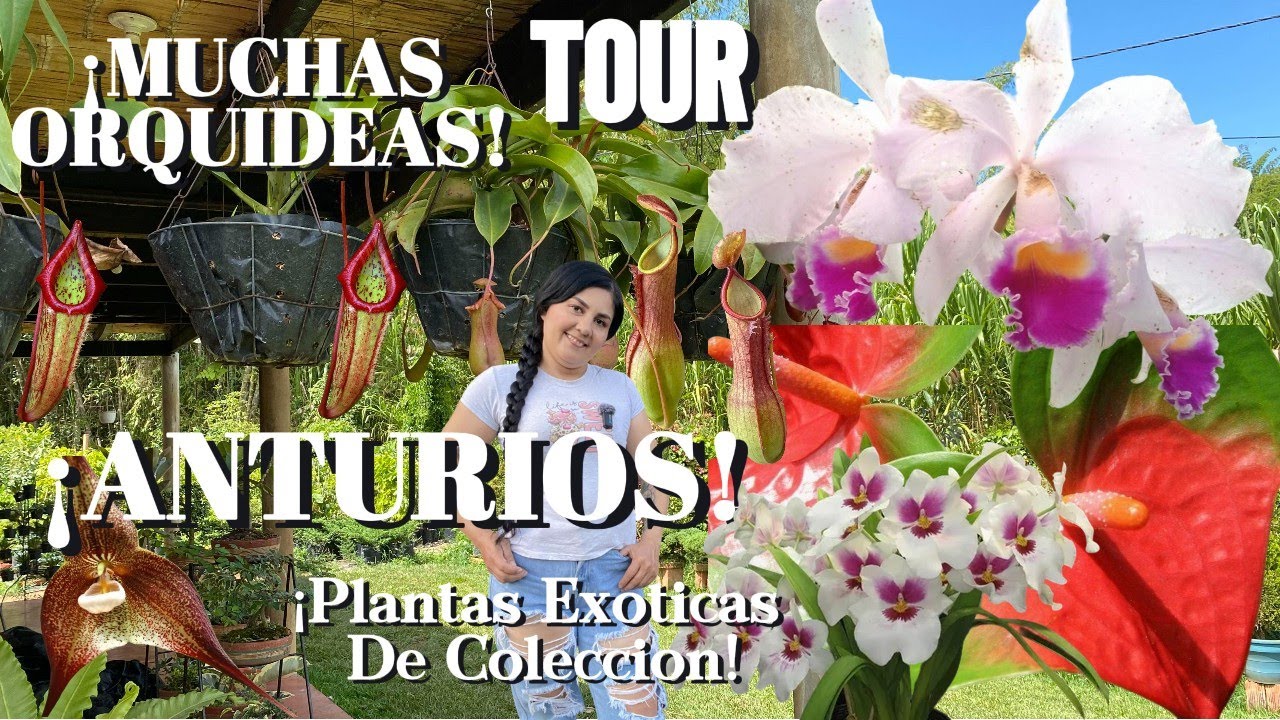 COLECCIÓN de ORQUÍDEAS ANTHURIOS PHILODENDRON  te SORPRENDERAS  tours por viveros 😱