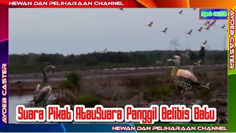 Suara Pikat Atau Suara  Panggil Belibis Batu @ayoebcaster