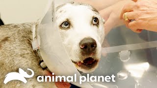 Tyler The Dog Braves Through Surgery | The Vet Life | Animal Planet by Animal Planet 6,932 views 1 month ago 10 minutes