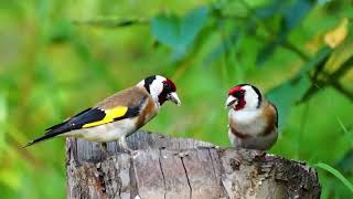 Chardonneret dans la nature الحسون في الطبيعة