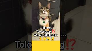 Tolong Nyangkut Ini Woycatpetscomedyhumorpovshortsfunnycuteviralkucinglucushortsfeed