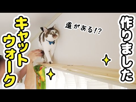 カーテンレールから落ちた愛猫のためにキャットウォークをDIYしました