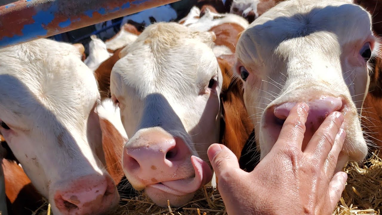 كيف تستورد عجل تربيه الى الجزائر 🇩🇿 و معلومات على عجل  الموبليار.