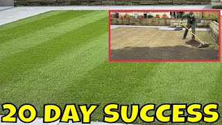 What Do You Do Once Your GRASS SEED Has Germinated? I Will Show You! by Daniel Hibbert Lawn Expert 36,834 views 3 weeks ago 5 minutes, 45 seconds