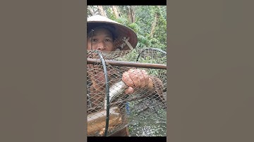 Thăm Lờ Dính Cá Lóc Đồng Trong Rừng Tràm Nước Mùa Nước Nổi #shorts #bắtcálócđồng