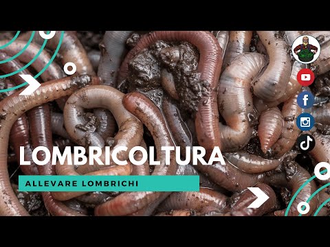 Video: Da dove vengono i lombrichi?