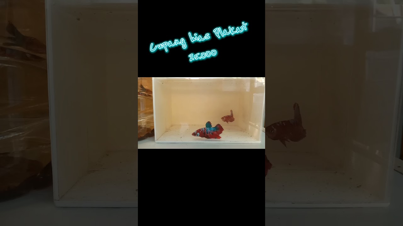 Cupang hias Plakat 🇲🇨 #hobby #cupangindonesia #shorts #fyp