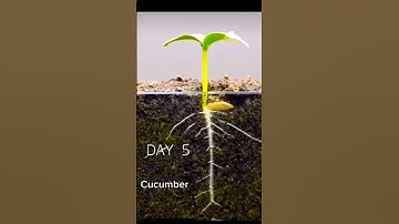 Growing cucumber from seed timelapse #shorts #timelapse
