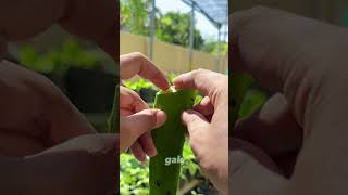 Auto glowing face? Use an aloe vera mask!