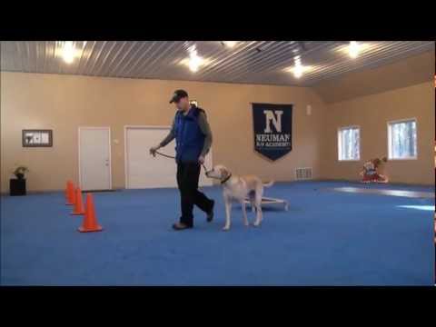 higgins-(labrador-retriever)-boot-camp-dog-training-video