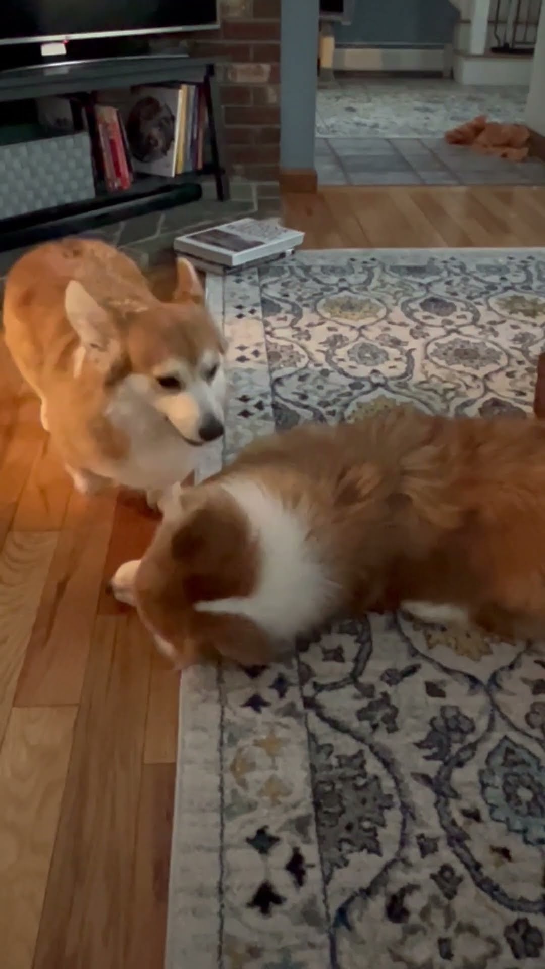 Corgi Pup Annoys His Mom Until She Plays With Him || ViralHog