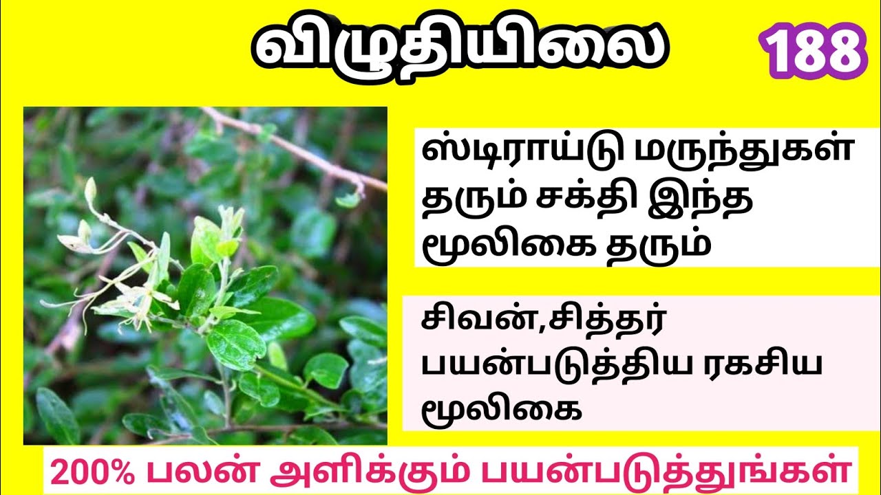 விழுந்து/விழுதிலை/Cadaba fruticosa/Viluthilai/Mooligai manithan