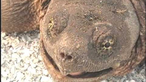 Snapping Turtle Attacks Camera