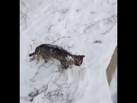 Porno katta sexy eshaklar