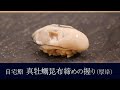 自宅で作る「真牡蠣（厚岸）昆布締め）」の握りの作り方【24貫目】寿司テロ。