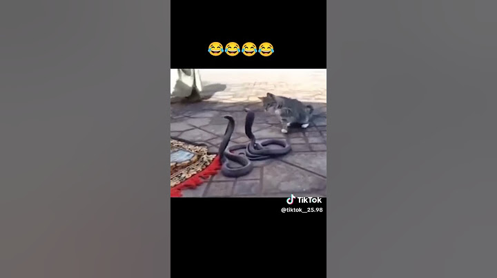 atalar sözü bilən pişiy 🤣🤣🤣