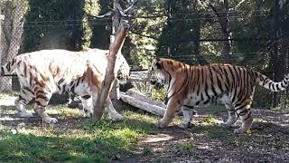 Felipe Stubbs Metro Toronto Zoo Siberian Tigers Playing 🐯 2