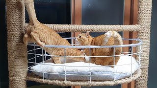 When a cat breaks down on top of the cat tower, Cats behave like this.