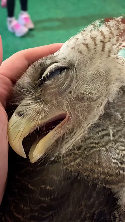 MAIN DENGAN BANYAK BURUNG HANTU! ADA YANG MANJA BANGET DAN ADA BURUNG HANTUNYA LIMBAD!