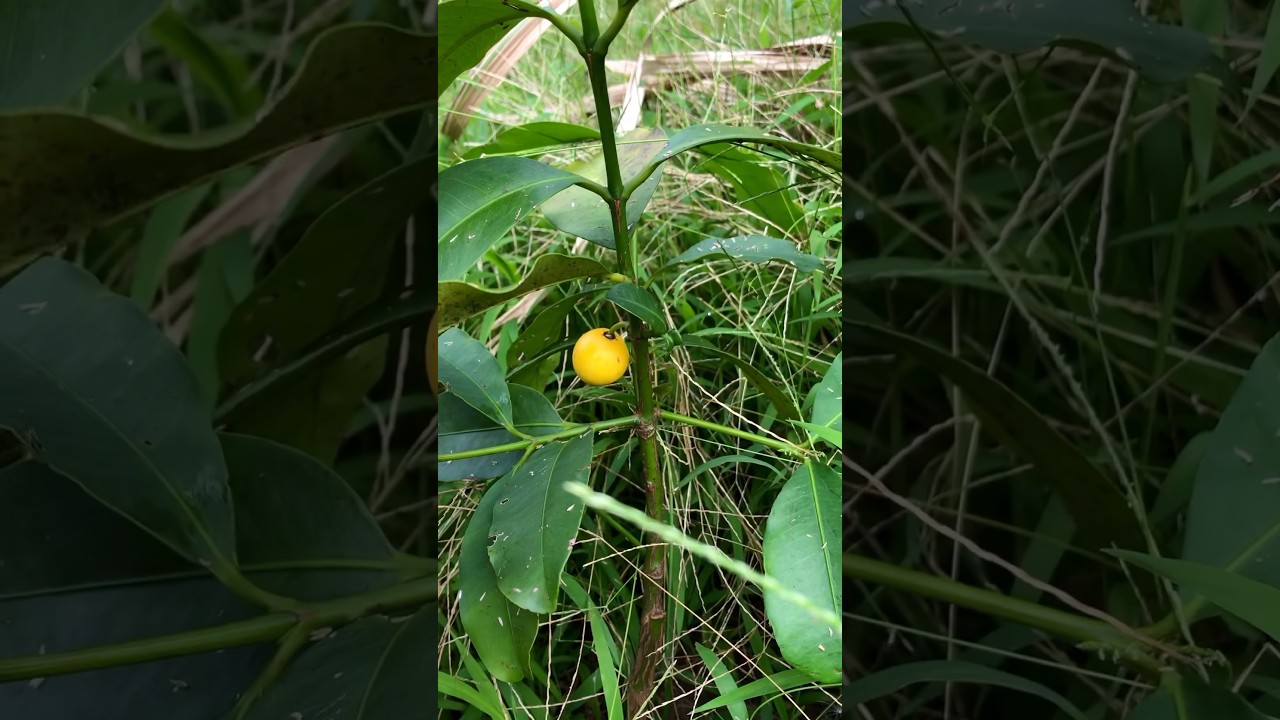 First ever leamon drop mangosteen on the farm 