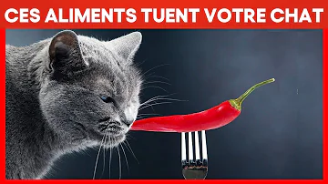 Quel condiment rend certains chats complètement fous ?