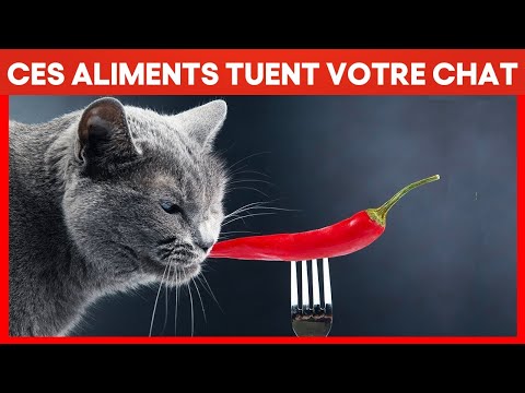 Vidéo: Ne jamais nourrir votre chat ces 6 aliments humains