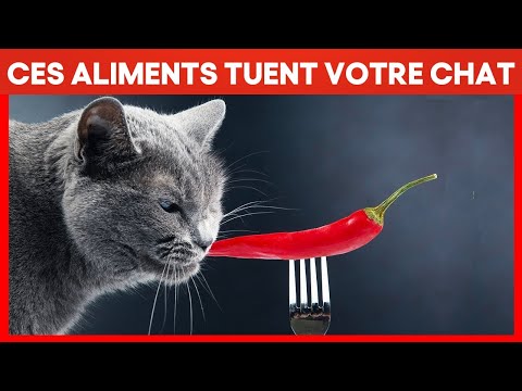 Vidéo: Les chiens et les chats savent-ils vraiment quand ils vont mourir?