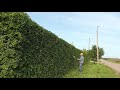 Осенние заботы !Стрижка живой изгороди!Общий вид!Autumn worries! Hedge trimming! General form!