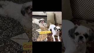 Coco ko gunja kr dia ll #pet #minivlog #sauravjoshivlogs #doglover