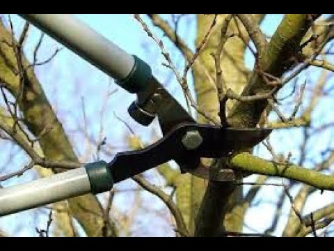 Video: Njega Stabla Jabuke U Mladom Vrtu