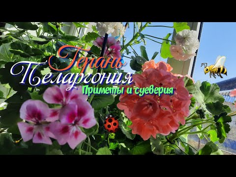 Герань-Пеларгония.Приметы и суеверия.