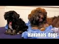 Havanese dogs are playing in the bed