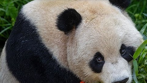 1st photos of new pandas at San Diego Zoo