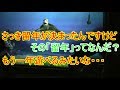 🔵【もう一年遊べる？】さっき留年が決まったんですけど【タートルトーク】東京ディズニーシー