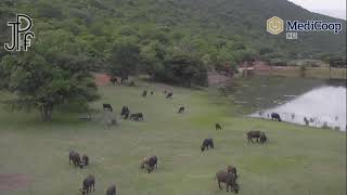 Relaxing African wildlife and sounds