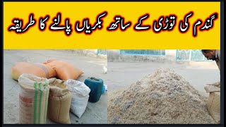 گندم کی توڑی کے ساتھ بکریاں پالنے کا طریقہ