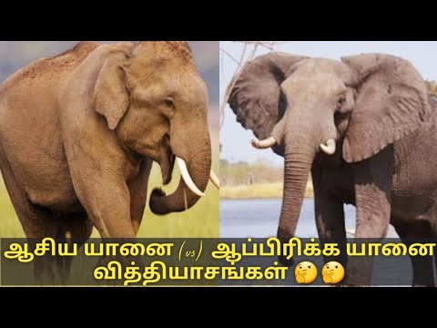 ஆசிய யானை ஆப்பிரிக்க யானை 10 வித்தியாங்கள்/ asian elephant vs african elephant / Tamil Display