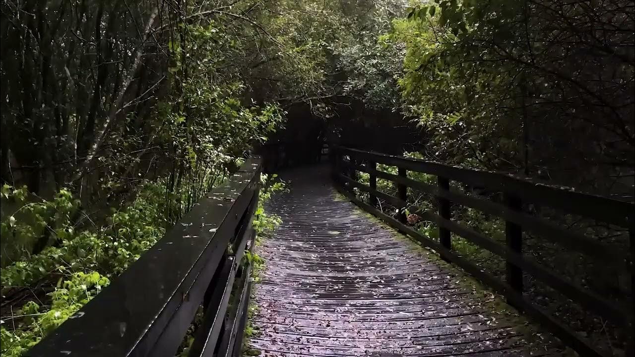 Camino lluvioso en un bosque inglés Duerme RÁPIDO con sonidos