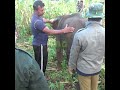 Baby Elephant Treated for Mouth Injury 🐘❤️