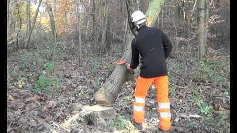 Safe felling of trees CS31   how to deal with a hung up tree