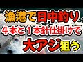 尺アジ、大アジ狙い、四本針と一本針仕掛けで挑む漁港湾内日中釣り（仕掛け解説あり）