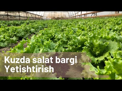 Video: Akvarium O'simliklarini Urug'lardan Qanday Etishtirish Kerak