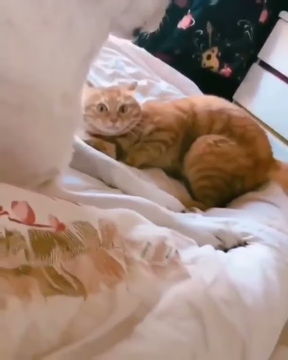Kucing Oren bar bar story wa