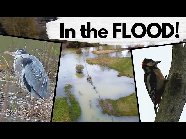 The Meadow was FLOODED but that didnt scare off the Wildlife! class=