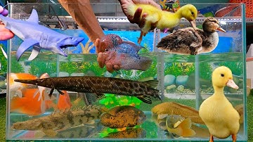 Tổng hợp các video cá cảnh đẹp, động vật dễ thương, vịt, cá sấu hỏa tiễn, cá mập baby shark