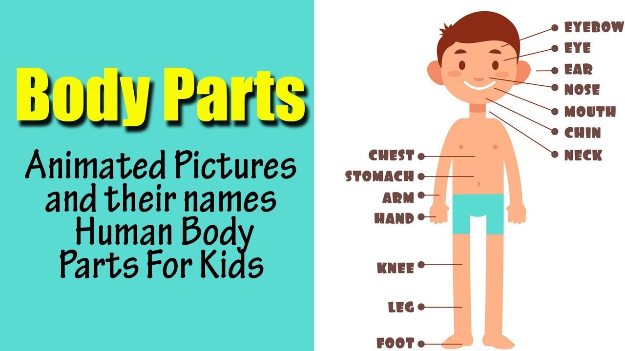 human body parts name with picture for kids