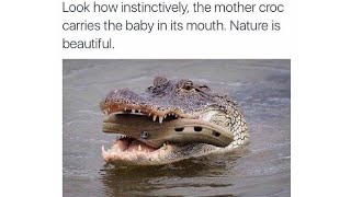 Unusual Animal Memes V.7