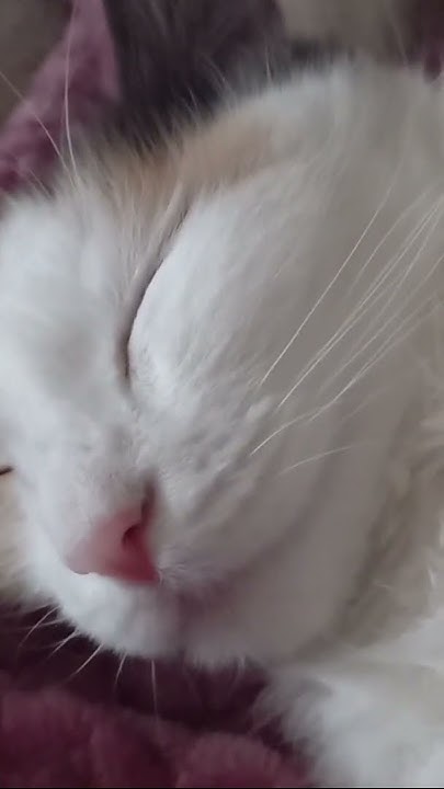 моя пушистая грелка#котя Соня#my cat 🐈 - YouTube