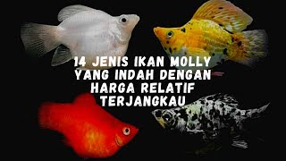 14 Jenis Ikan Molly Yang Indah dengan Harga Relatif Terjangkau