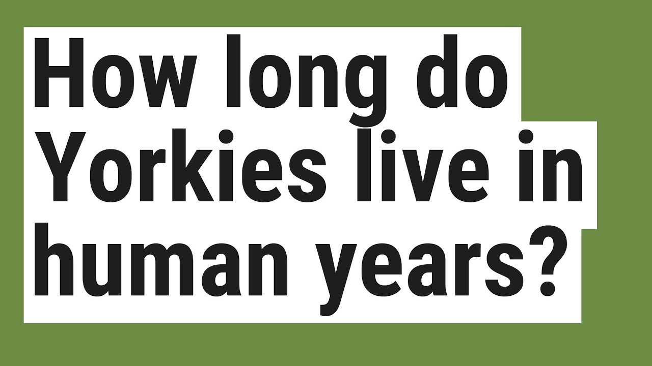How Long Do Yorkies Live In Dog Years Updated January 2023 Wikidoggia how-long-do-yorkies-live-in-dog-years-updated-january-2023-wikidoggia
